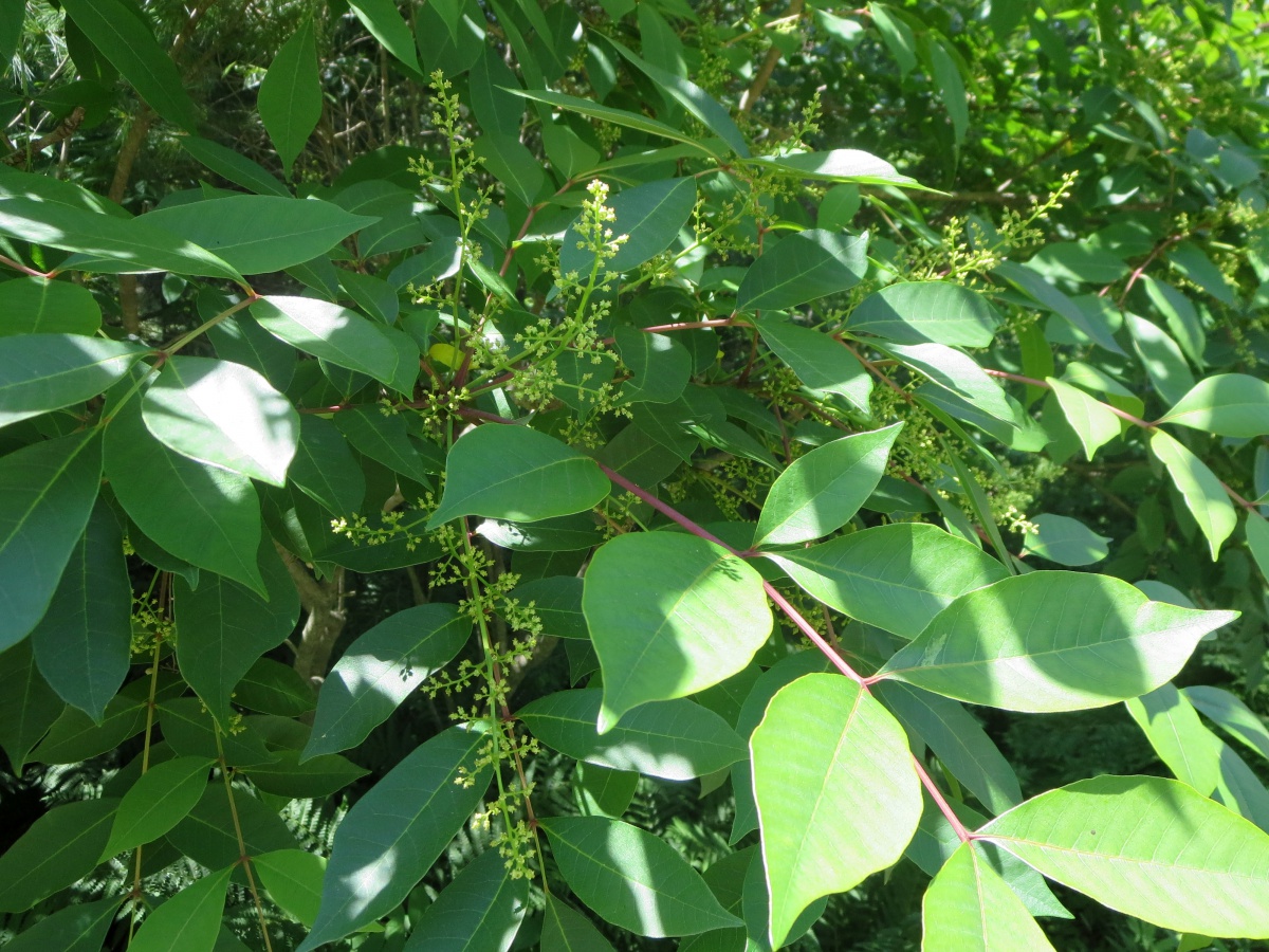 Beware of Poison Sumac (Rhus vernix) Extension